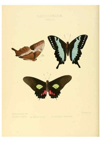 Reproducción/Reproduction 6005590767: Illustrations of new species of exotic butterflies v.1 London :John Van Voorst,[1856]-1876