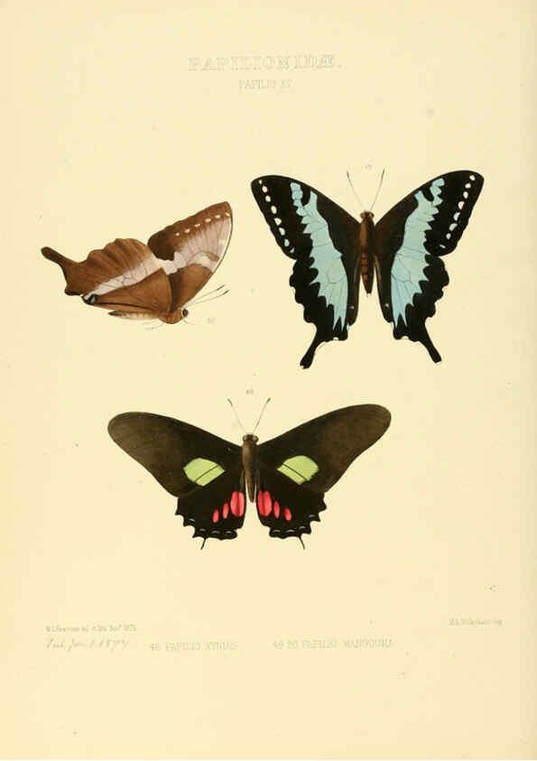 Reproducción/Reproduction 6005590767: Illustrations of new species of exotic butterflies v.1 London :John Van Voorst,[1856]-1876