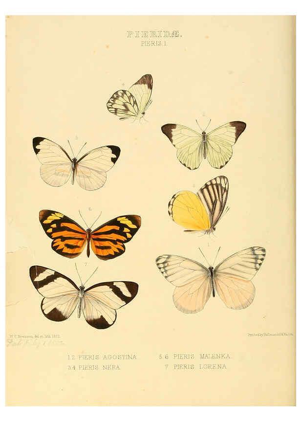Reproducción/Reproduction 6006133692: Illustrations of new species of exotic butterflies v.1 London :John Van Voorst,[1856]-1876