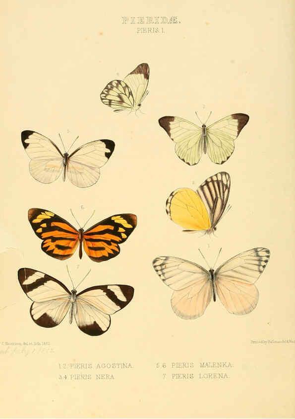 Reproducción/Reproduction 6006133692: Illustrations of new species of exotic butterflies v.1 London :John Van Voorst,[1856]-1876