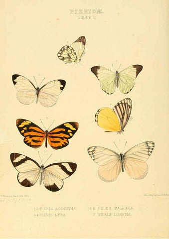 Reproducción/Reproduction 6006133692: Illustrations of new species of exotic butterflies v.1 London :John Van Voorst,[1856]-1876