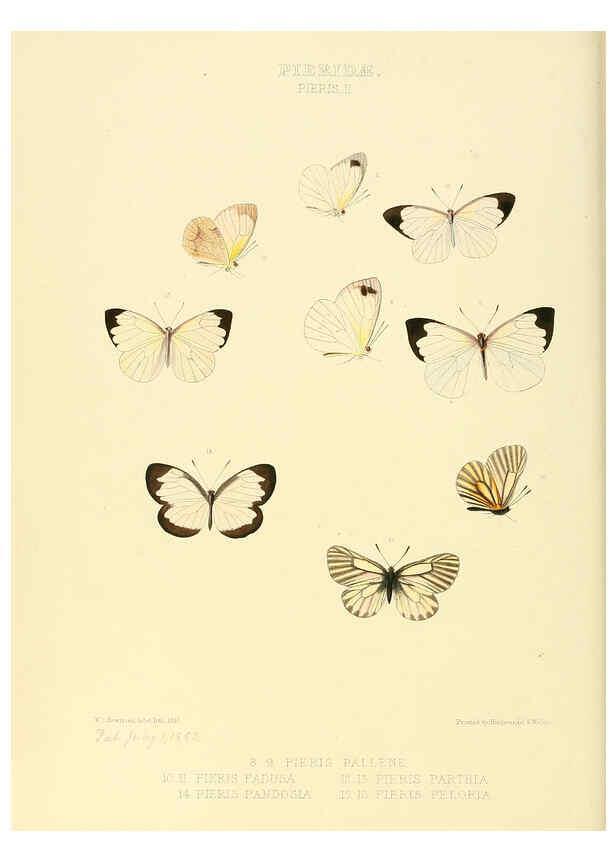 Reproducción/Reproduction 6005591451: Illustrations of new species of exotic butterflies v.1 London :John Van Voorst,[1856]-1876