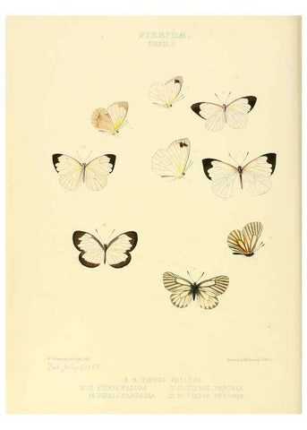 Reproducción/Reproduction 6005591451: Illustrations of new species of exotic butterflies v.1 London :John Van Voorst,[1856]-1876