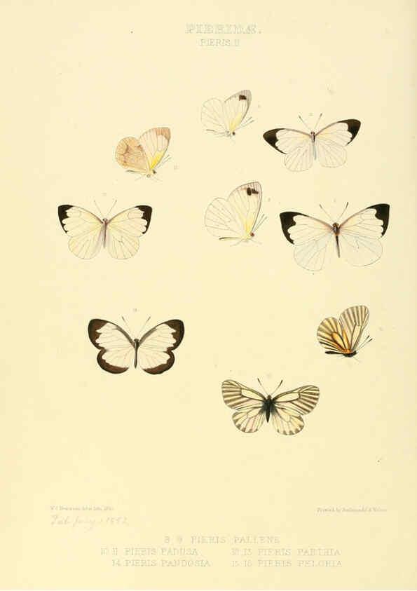 Reproducción/Reproduction 6005591451: Illustrations of new species of exotic butterflies v.1 London :John Van Voorst,[1856]-1876