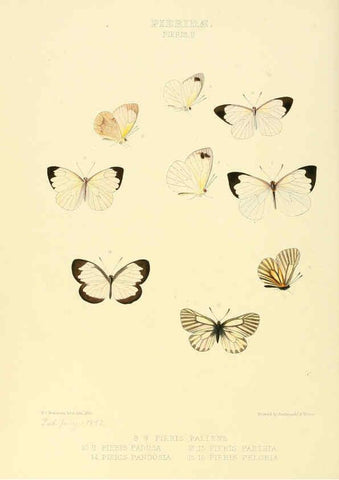 Reproducción/Reproduction 6005591451: Illustrations of new species of exotic butterflies v.1 London :John Van Voorst,[1856]-1876