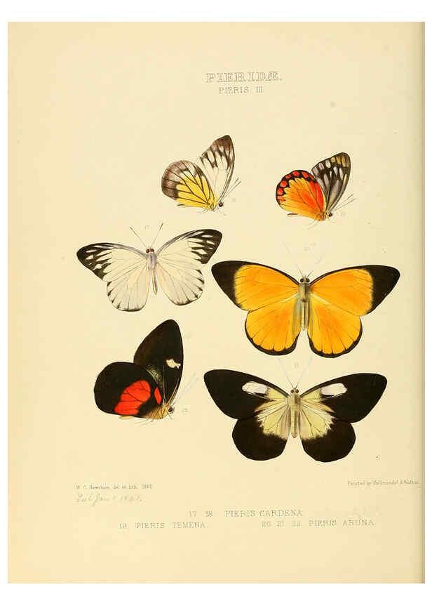 Reproducción/Reproduction 6006134592: Illustrations of new species of exotic butterflies v.1 London :John Van Voorst,[1856]-1876
