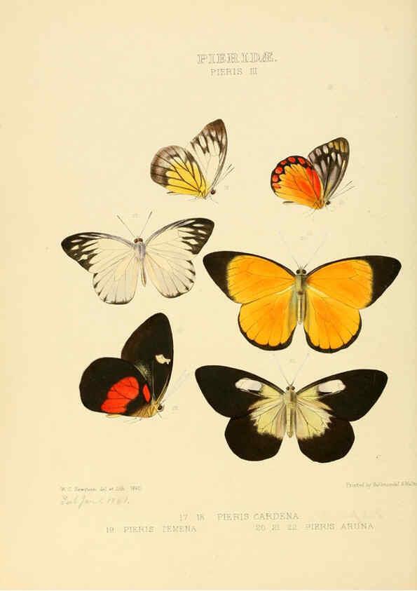Reproducción/Reproduction 6006134592: Illustrations of new species of exotic butterflies v.1 London :John Van Voorst,[1856]-1876