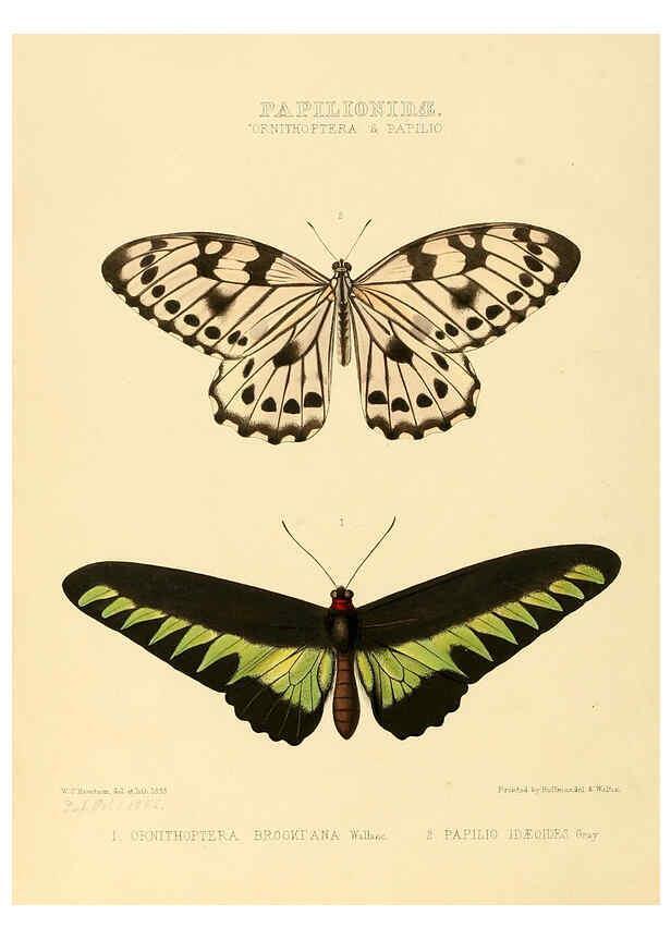 Reproducción/Reproduction 6006129098: Illustrations of new species of exotic butterflies v.1 London :John Van Voorst,[1856]-1876