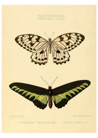 Reproducción/Reproduction 6006129098: Illustrations of new species of exotic butterflies v.1 London :John Van Voorst,[1856]-1876