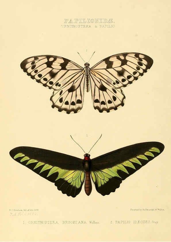 Reproducción/Reproduction 6006129098: Illustrations of new species of exotic butterflies v.1 London :John Van Voorst,[1856]-1876