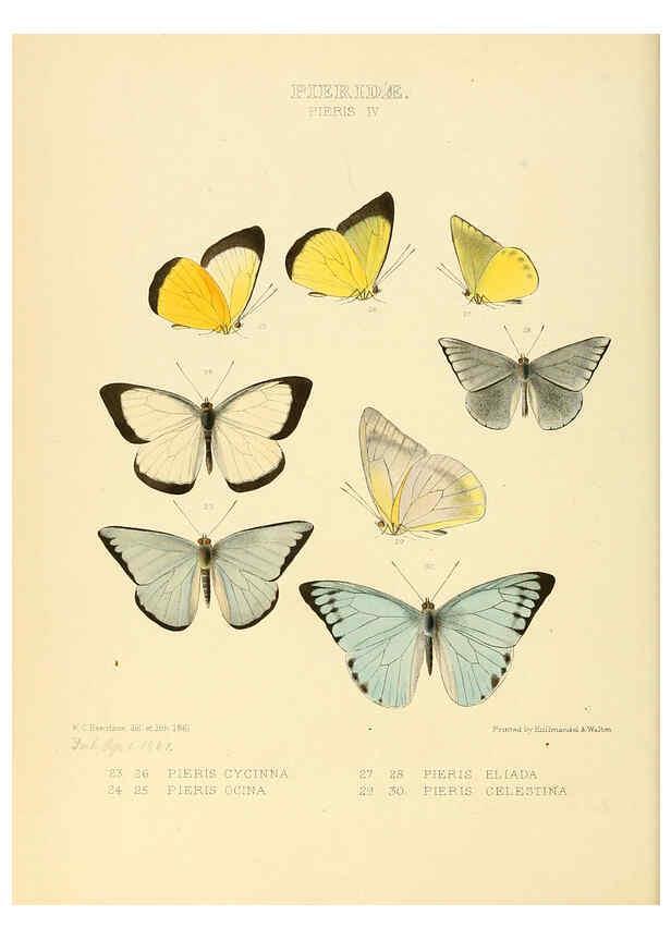 Reproducción/Reproduction 6006134916: Illustrations of new species of exotic butterflies v.1 London :John Van Voorst,[1856]-1876