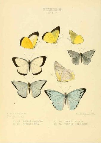 Reproducción/Reproduction 6006134916: Illustrations of new species of exotic butterflies v.1 London :John Van Voorst,[1856]-1876