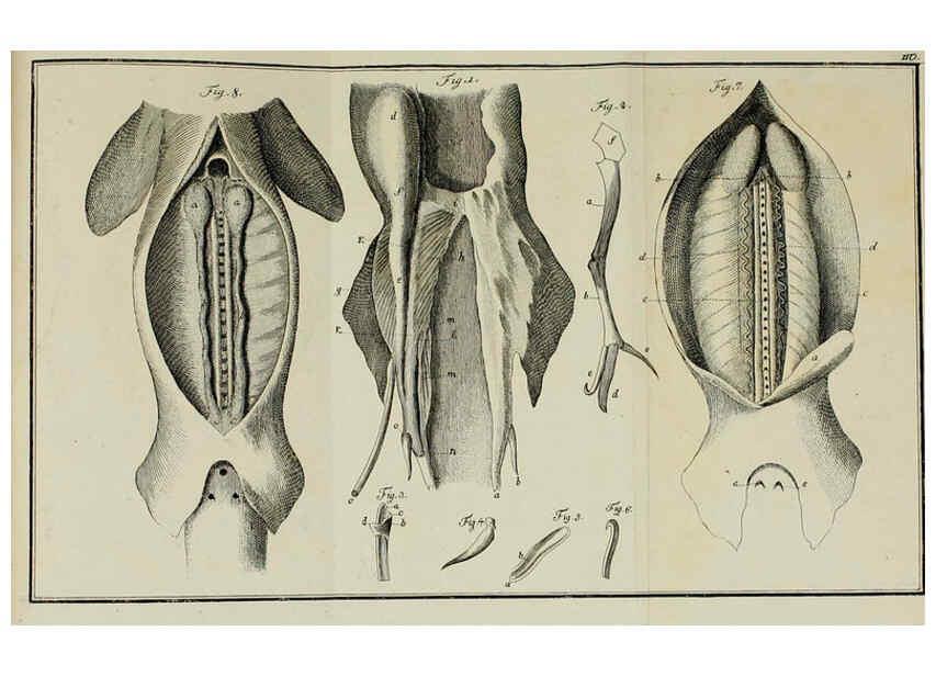 Reproducción/Reproduction 6005498597: M.E. Blochii ... Systema ichthyologiae iconibus CX illustratum v.2 Berolini :Sumtibus auctoris impressum et Bibliopolio Sanderiano commissum,1801