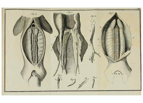 Reproducción/Reproduction 6005498597: M.E. Blochii ... Systema ichthyologiae iconibus CX illustratum v.2 Berolini :Sumtibus auctoris impressum et Bibliopolio Sanderiano commissum,1801