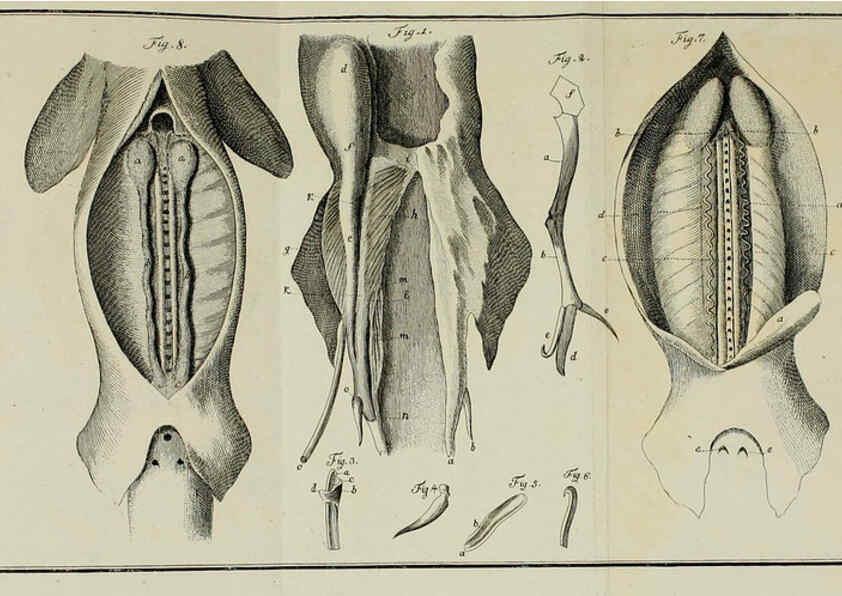 Reproducción/Reproduction 6005498597: M.E. Blochii ... Systema ichthyologiae iconibus CX illustratum v.2 Berolini :Sumtibus auctoris impressum et Bibliopolio Sanderiano commissum,1801