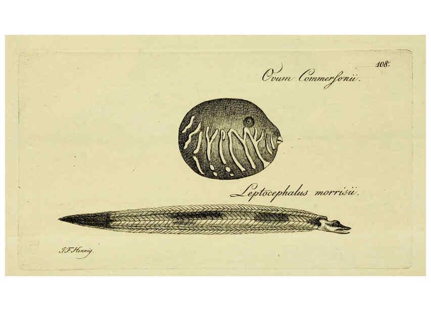 Reproducción/Reproduction 6006041126: M.E. Blochii ... Systema ichthyologiae iconibus CX illustratum v.2 Berolini :Sumtibus auctoris impressum et Bibliopolio Sanderiano commissum,1801