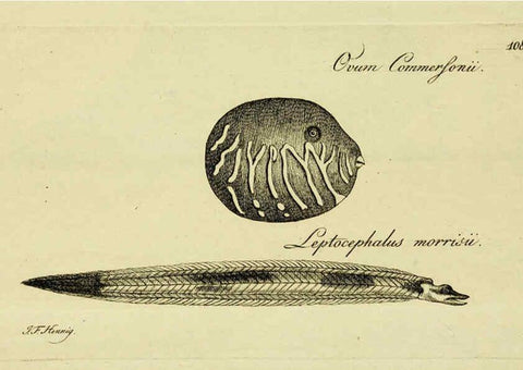 Reproducción/Reproduction 6006041126: M.E. Blochii ... Systema ichthyologiae iconibus CX illustratum v.2 Berolini :Sumtibus auctoris impressum et Bibliopolio Sanderiano commissum,1801