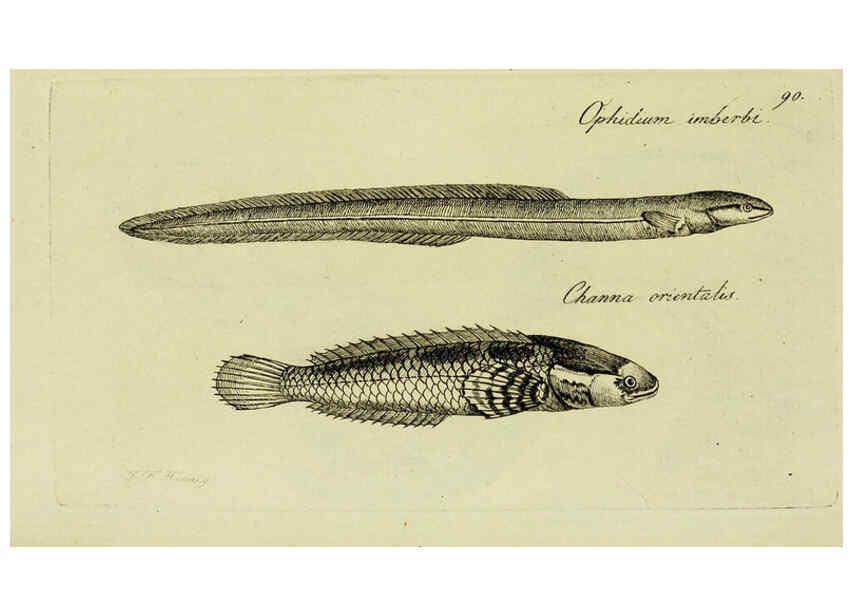 Reproducción/Reproduction 6005492421: M.E. Blochii ... Systema ichthyologiae iconibus CX illustratum v.2 Berolini :Sumtibus auctoris impressum et Bibliopolio Sanderiano commissum,1801