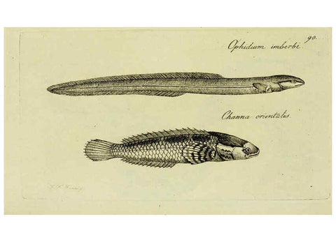 Reproducción/Reproduction 6005492421: M.E. Blochii ... Systema ichthyologiae iconibus CX illustratum v.2 Berolini :Sumtibus auctoris impressum et Bibliopolio Sanderiano commissum,1801