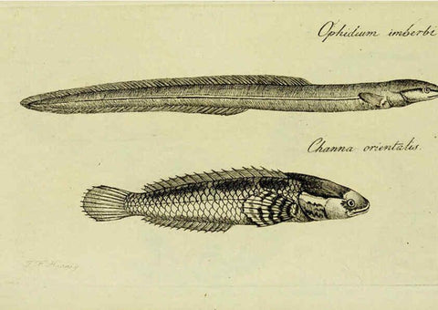Reproducción/Reproduction 6005492421: M.E. Blochii ... Systema ichthyologiae iconibus CX illustratum v.2 Berolini :Sumtibus auctoris impressum et Bibliopolio Sanderiano commissum,1801