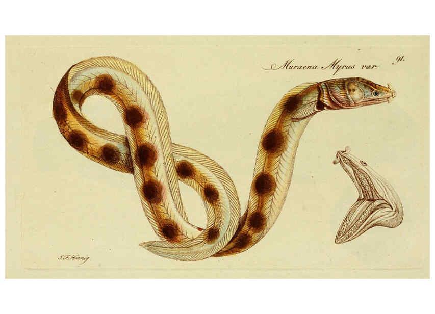Reproducción/Reproduction 6005492679: M.E. Blochii ... Systema ichthyologiae iconibus CX illustratum v.2 Berolini :Sumtibus auctoris impressum et Bibliopolio Sanderiano commissum,1801
