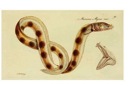 Reproducción/Reproduction 6005492679: M.E. Blochii ... Systema ichthyologiae iconibus CX illustratum v.2 Berolini :Sumtibus auctoris impressum et Bibliopolio Sanderiano commissum,1801