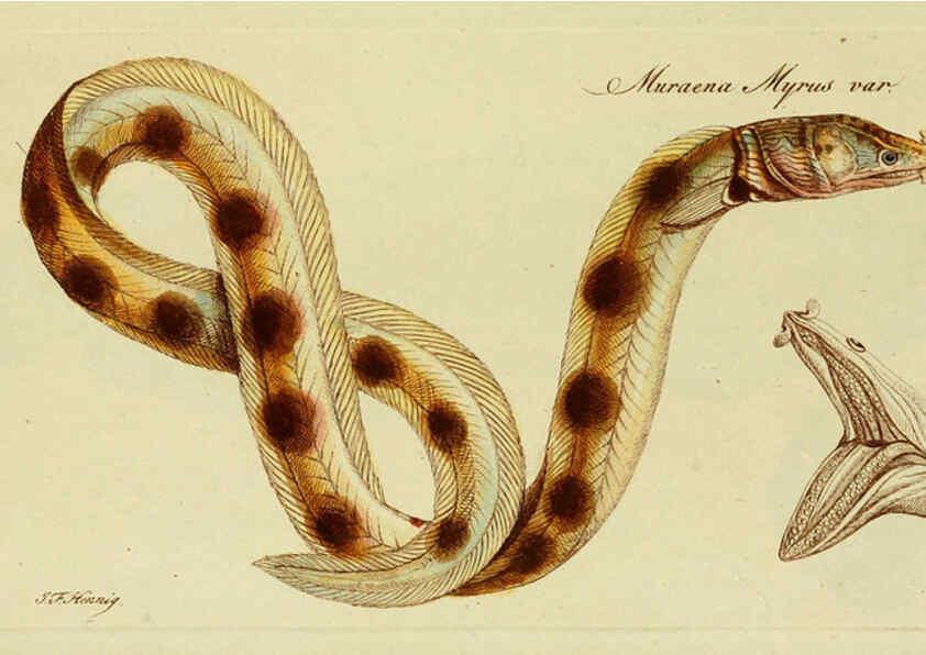 Reproducción/Reproduction 6005492679: M.E. Blochii ... Systema ichthyologiae iconibus CX illustratum v.2 Berolini :Sumtibus auctoris impressum et Bibliopolio Sanderiano commissum,1801