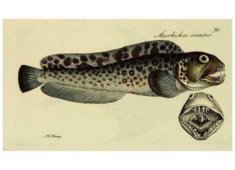 Reproducción/Reproduction 6006036034: M.E. Blochii ... Systema ichthyologiae iconibus CX illustratum v.2 Berolini :Sumtibus auctoris impressum et Bibliopolio Sanderiano commissum,1801