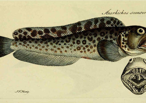 Reproducción/Reproduction 6006036034: M.E. Blochii ... Systema ichthyologiae iconibus CX illustratum v.2 Berolini :Sumtibus auctoris impressum et Bibliopolio Sanderiano commissum,1801