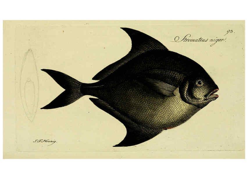 Reproducción/Reproduction 6005493361: M.E. Blochii ... Systema ichthyologiae iconibus CX illustratum v.2 Berolini :Sumtibus auctoris impressum et Bibliopolio Sanderiano commissum,1801