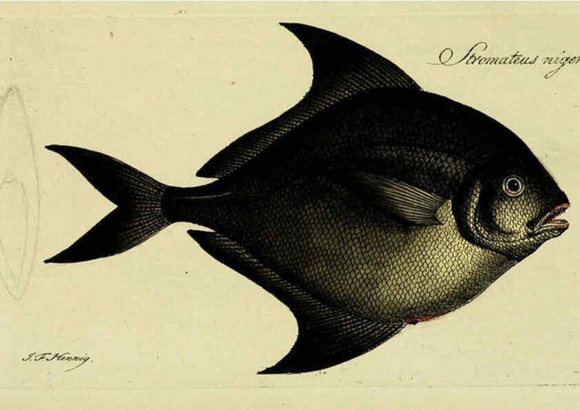 Reproducción/Reproduction 6005493361: M.E. Blochii ... Systema ichthyologiae iconibus CX illustratum v.2 Berolini :Sumtibus auctoris impressum et Bibliopolio Sanderiano commissum,1801