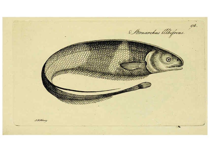 Reproducción/Reproduction 6006036808: M.E. Blochii ... Systema ichthyologiae iconibus CX illustratum v.2 Berolini :Sumtibus auctoris impressum et Bibliopolio Sanderiano commissum,1801