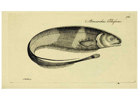 Reproducción/Reproduction 6006036808: M.E. Blochii ... Systema ichthyologiae iconibus CX illustratum v.2 Berolini :Sumtibus auctoris impressum et Bibliopolio Sanderiano commissum,1801