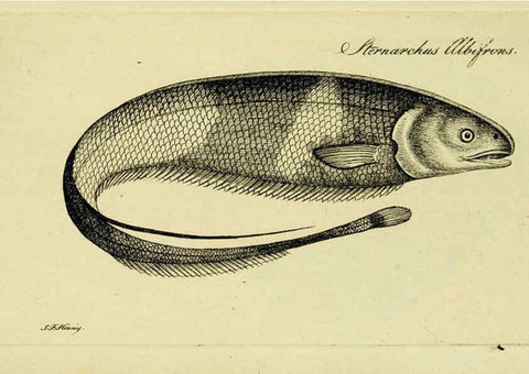 Reproducción/Reproduction 6006036808: M.E. Blochii ... Systema ichthyologiae iconibus CX illustratum v.2 Berolini :Sumtibus auctoris impressum et Bibliopolio Sanderiano commissum,1801