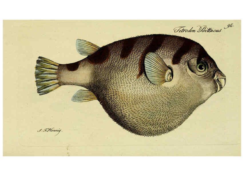 Reproducción/Reproduction 6006037370: M.E. Blochii ... Systema ichthyologiae iconibus CX illustratum v.2 Berolini :Sumtibus auctoris impressum et Bibliopolio Sanderiano commissum,1801