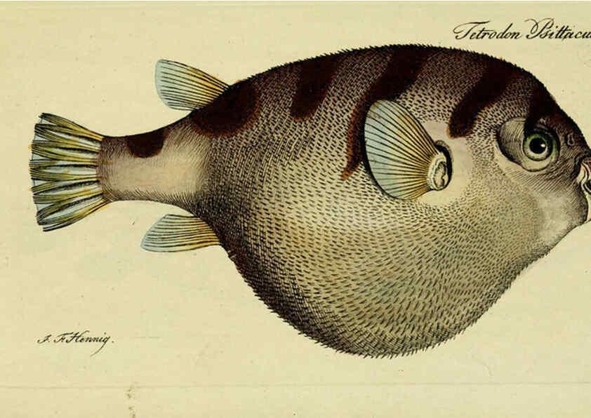 Reproducción/Reproduction 6006037370: M.E. Blochii ... Systema ichthyologiae iconibus CX illustratum v.2 Berolini :Sumtibus auctoris impressum et Bibliopolio Sanderiano commissum,1801