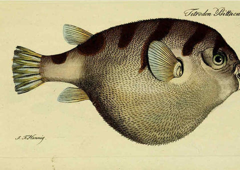 Reproducción/Reproduction 6006037370: M.E. Blochii ... Systema ichthyologiae iconibus CX illustratum v.2 Berolini :Sumtibus auctoris impressum et Bibliopolio Sanderiano commissum,1801