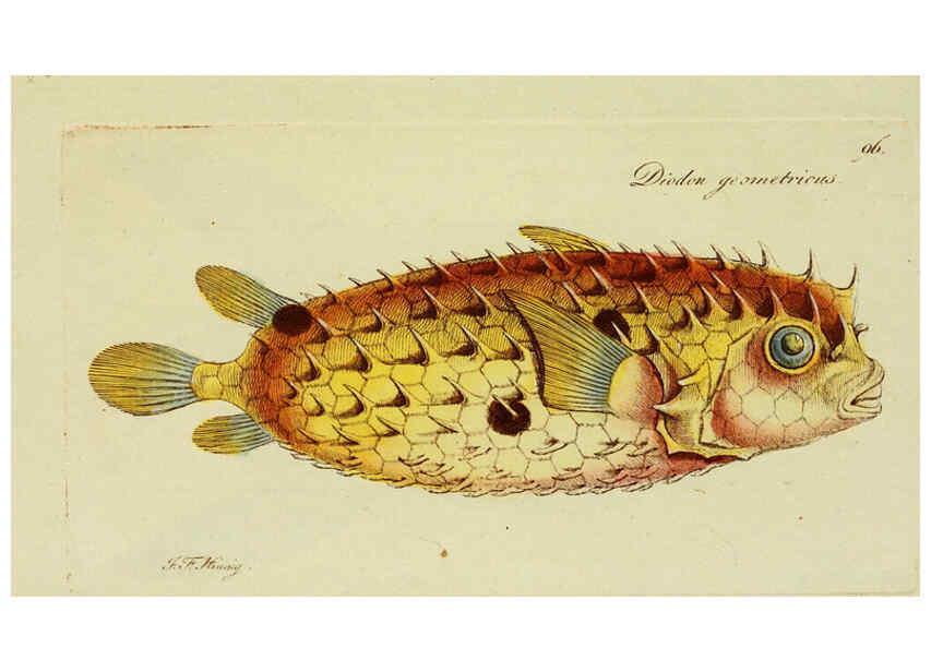 Reproducción/Reproduction 6006037680: M.E. Blochii ... Systema ichthyologiae iconibus CX illustratum v.2 Berolini :Sumtibus auctoris impressum et Bibliopolio Sanderiano commissum,1801