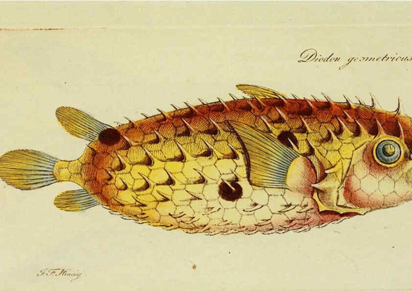 Reproducción/Reproduction 6006037680: M.E. Blochii ... Systema ichthyologiae iconibus CX illustratum v.2 Berolini :Sumtibus auctoris impressum et Bibliopolio Sanderiano commissum,1801