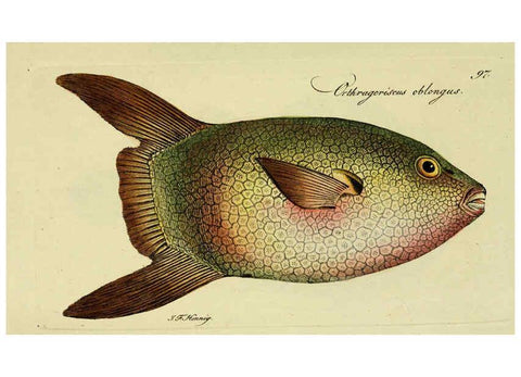 Reproducción/Reproduction 6005494907: M.E. Blochii ... Systema ichthyologiae iconibus CX illustratum v.2 Berolini :Sumtibus auctoris impressum et Bibliopolio Sanderiano commissum,1801