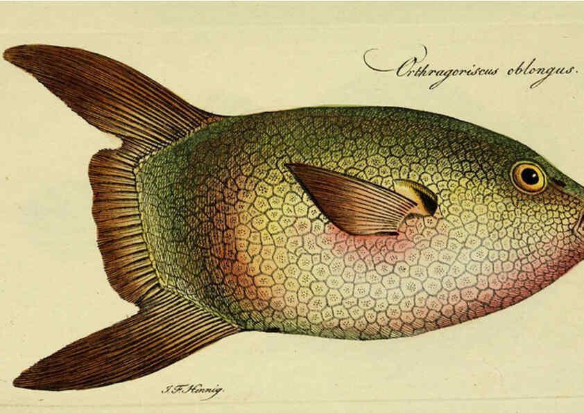 Reproducción/Reproduction 6005494907: M.E. Blochii ... Systema ichthyologiae iconibus CX illustratum v.2 Berolini :Sumtibus auctoris impressum et Bibliopolio Sanderiano commissum,1801