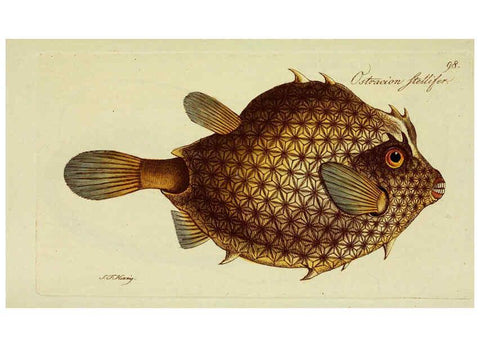 Reproducción/Reproduction 6006038222: M.E. Blochii ... Systema ichthyologiae iconibus CX illustratum v.2 Berolini :Sumtibus auctoris impressum et Bibliopolio Sanderiano commissum,1801