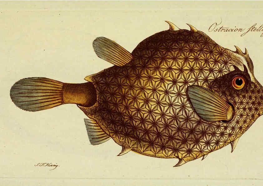 Reproducción/Reproduction 6006038222: M.E. Blochii ... Systema ichthyologiae iconibus CX illustratum v.2 Berolini :Sumtibus auctoris impressum et Bibliopolio Sanderiano commissum,1801