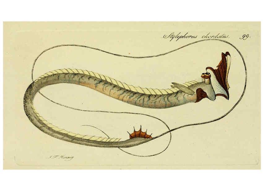 Reproducción/Reproduction 6005495599: M.E. Blochii ... Systema ichthyologiae iconibus CX illustratum v.2 Berolini :Sumtibus auctoris impressum et Bibliopolio Sanderiano commissum,1801