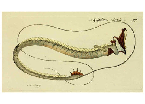 Reproducción/Reproduction 6005495599: M.E. Blochii ... Systema ichthyologiae iconibus CX illustratum v.2 Berolini :Sumtibus auctoris impressum et Bibliopolio Sanderiano commissum,1801