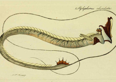 Reproducción/Reproduction 6005495599: M.E. Blochii ... Systema ichthyologiae iconibus CX illustratum v.2 Berolini :Sumtibus auctoris impressum et Bibliopolio Sanderiano commissum,1801