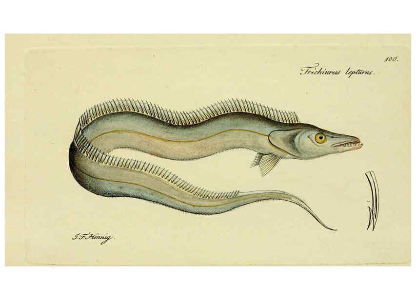 Reproducción/Reproduction 6005495907: M.E. Blochii ... Systema ichthyologiae iconibus CX illustratum v.2 Berolini :Sumtibus auctoris impressum et Bibliopolio Sanderiano commissum,1801