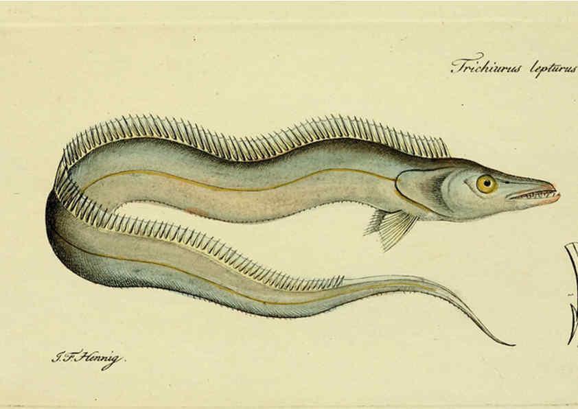 Reproducción/Reproduction 6005495907: M.E. Blochii ... Systema ichthyologiae iconibus CX illustratum v.2 Berolini :Sumtibus auctoris impressum et Bibliopolio Sanderiano commissum,1801
