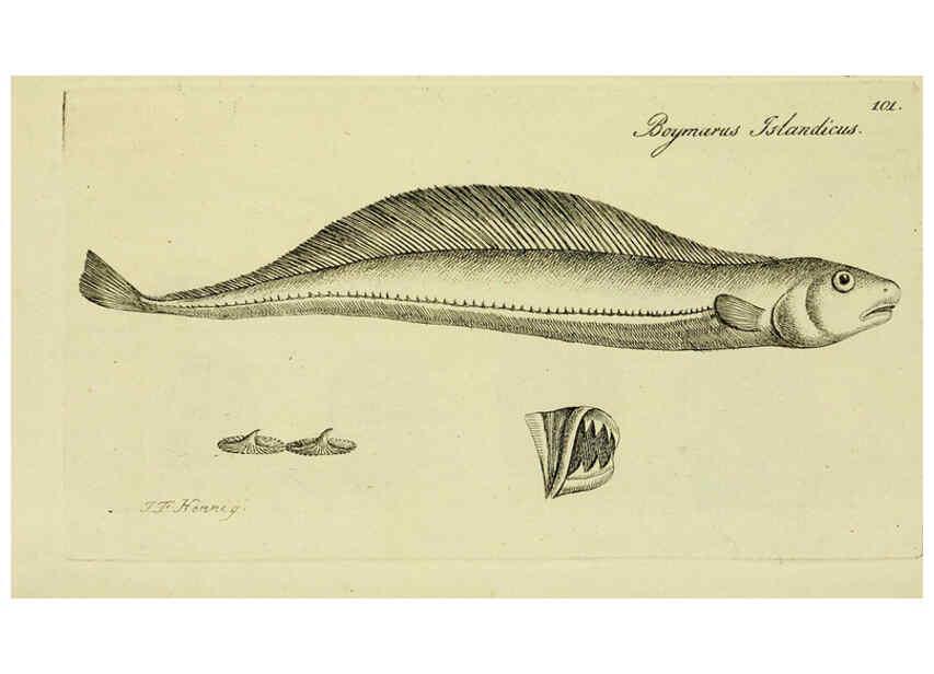 Reproducción/Reproduction 6006039244: M.E. Blochii ... Systema ichthyologiae iconibus CX illustratum v.2 Berolini :Sumtibus auctoris impressum et Bibliopolio Sanderiano commissum,1801