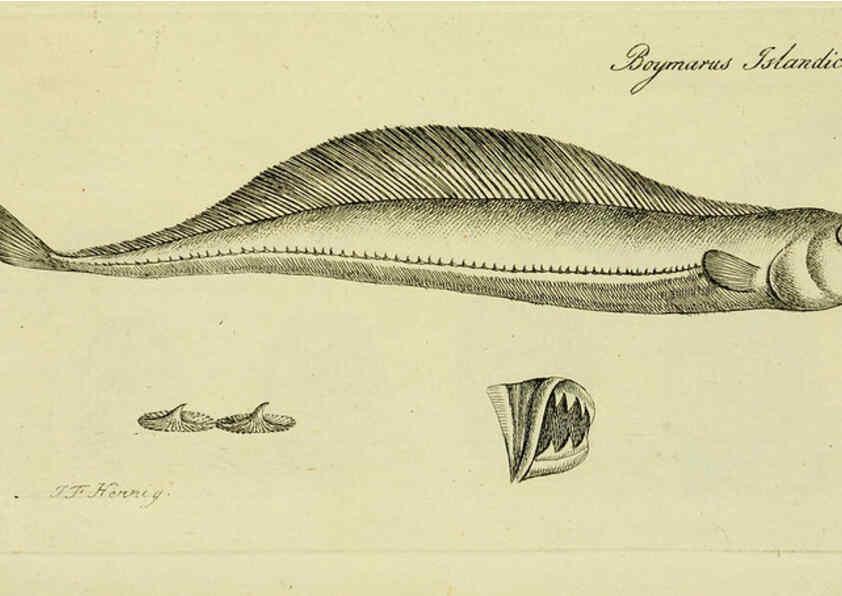 Reproducción/Reproduction 6006039244: M.E. Blochii ... Systema ichthyologiae iconibus CX illustratum v.2 Berolini :Sumtibus auctoris impressum et Bibliopolio Sanderiano commissum,1801